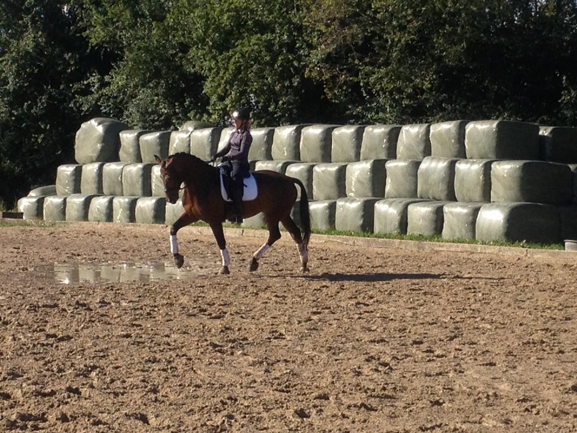 Dansk Varmblod Herslev Marks Cosmo - september 2013 billede 15