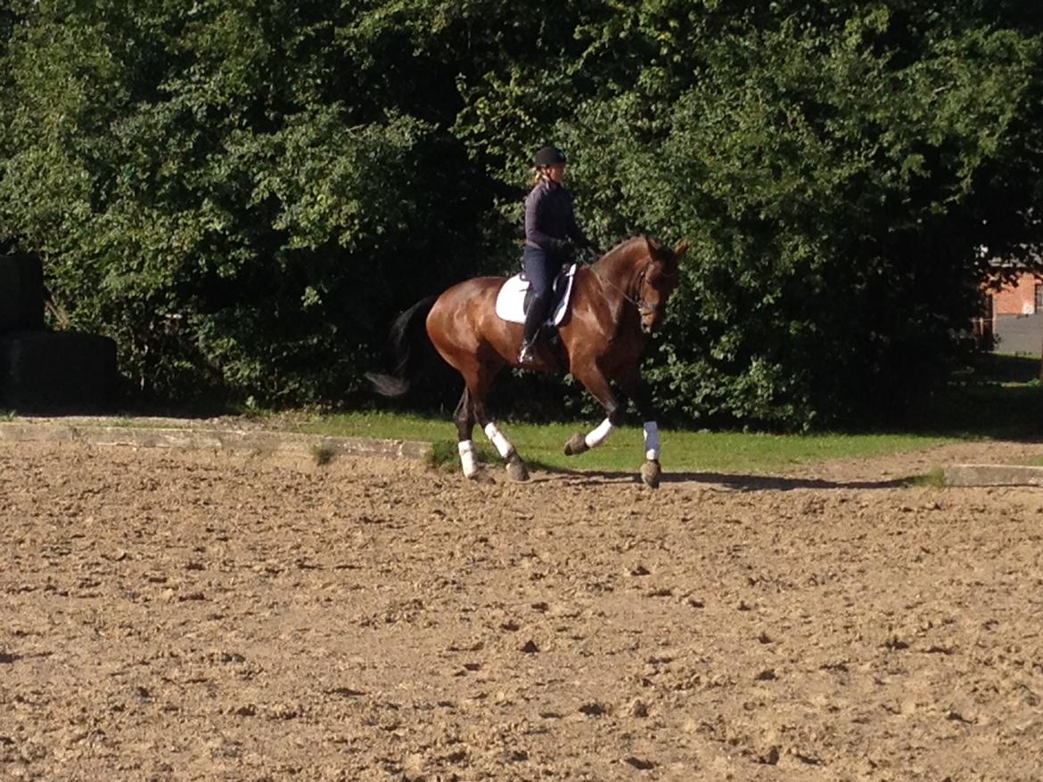 Dansk Varmblod Herslev Marks Cosmo - september 2013 billede 16