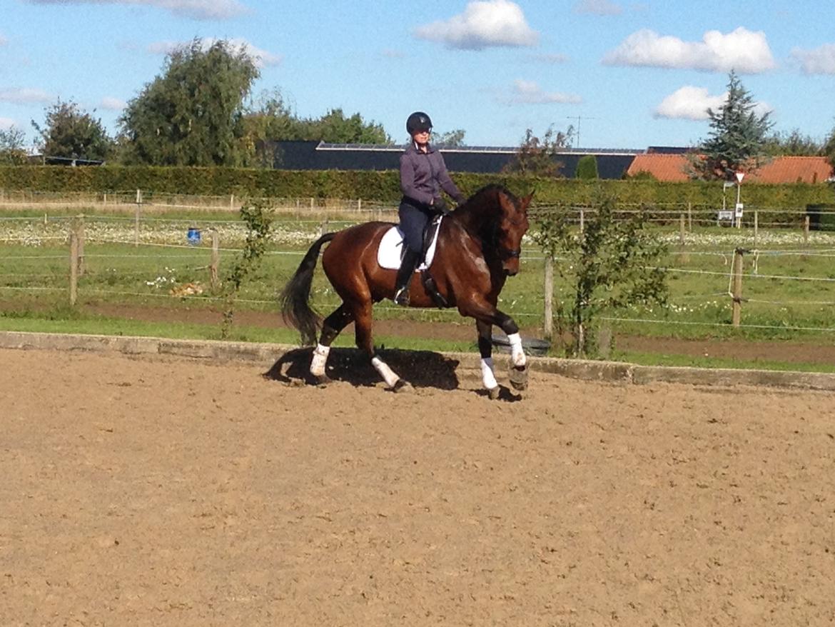 Dansk Varmblod Herslev Marks Cosmo - september 2013 billede 17