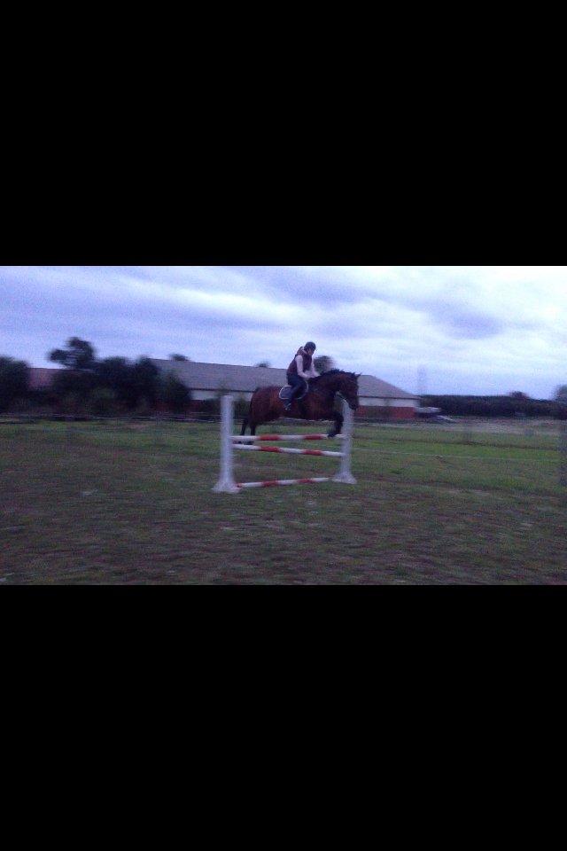 Dansk Varmblod Herslev Marks Cosmo - September 2013. Beklager kvalitet, er taget fra video billede 18