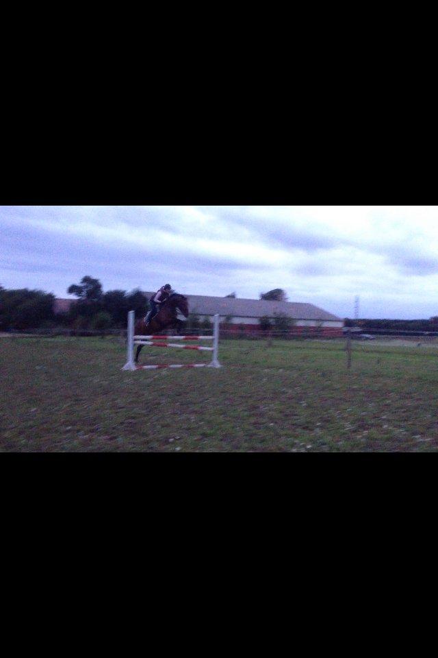 Dansk Varmblod Herslev Marks Cosmo - Beklager kvalitet, er taget fra video billede 19