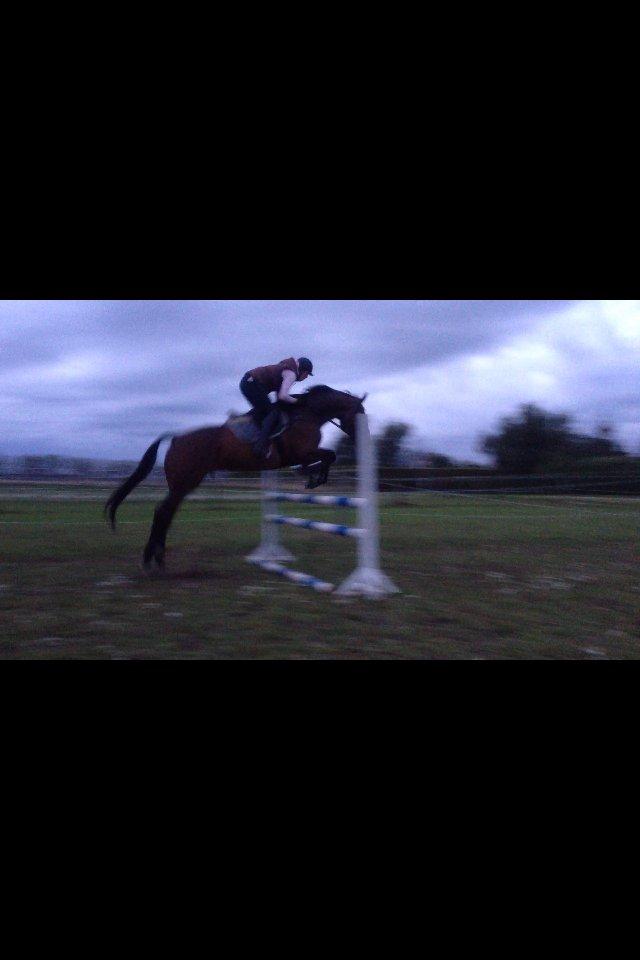 Dansk Varmblod Herslev Marks Cosmo - Beklager kvalitet, er taget fra video billede 20