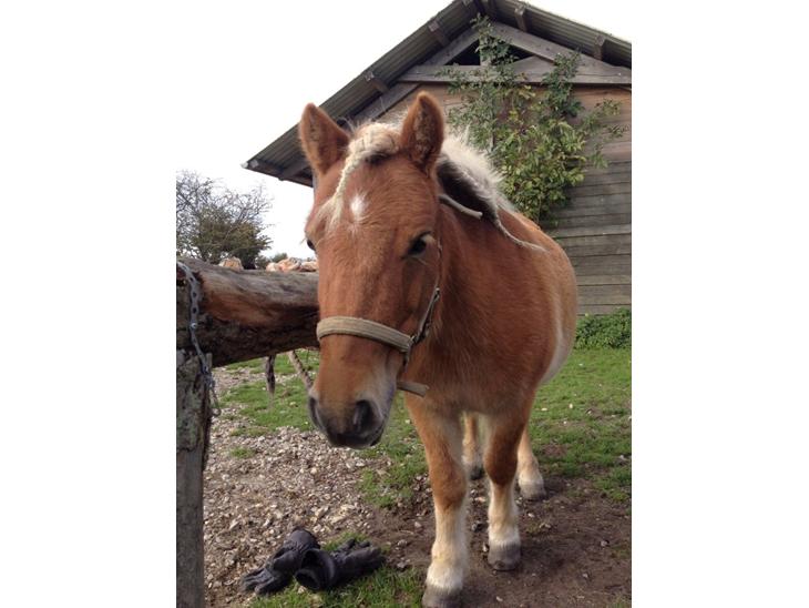 {{currentPhoto.altText}} billede {{currentPhoto.number}}