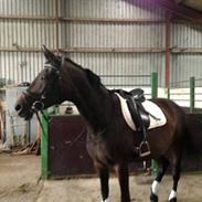 Dansk Varmblod silje kvindhøj