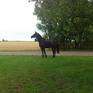 Dansk Varmblod silje kvindhøj