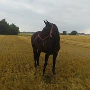 Dansk Varmblod silje kvindhøj