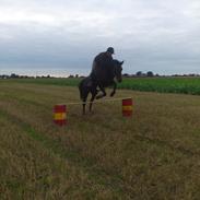 Dansk Varmblod silje kvindhøj