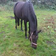 Dansk Varmblod silje kvindhøj