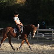 Welsh Pony af Cob-type (sec C) Pinell Nyberg<3