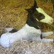 Irish Cob Crossbreed Sir. Oskar