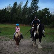 Irish Cob Snow Queen fra Godrumgaard  solgt