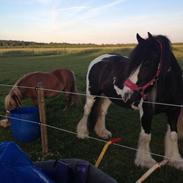 Irish Cob Snow Queen fra Godrumgaard  solgt