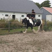 Irish Cob Snow Queen fra Godrumgaard  solgt