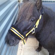 Shetlænder Djoeke van Wommels [Part]