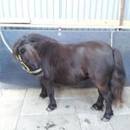 Shetlænder Djoeke van Wommels [Part]