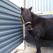 Shetlænder Djoeke van Wommels [Part]