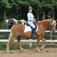 Haflinger Herkules