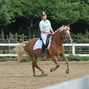 Haflinger Herkules