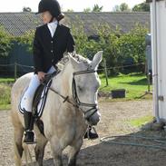 Anden særlig race Figaro(rideskole pony)