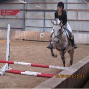 Anden særlig race Figaro(rideskole pony)