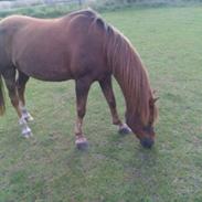 Anden særlig race Bazooka Rosendal