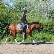 Anden særlig race Skrædderdals Mccoy