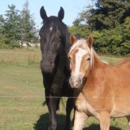 Haflinger Odin, min bedste ven!<'^^'>