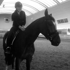 Trakehner Lasse e. Buddenbrock