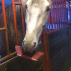 Tysk Oldenburger Elegant [Mors]