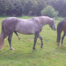 Tysk Oldenburger Elegant [Mors]