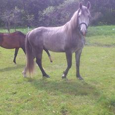 Tysk Oldenburger Elegant [Mors]