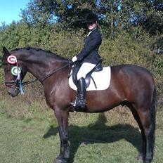 Dansk Varmblod Miró (Klubmester 2013)