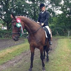 Dansk Varmblod Miró (Klubmester 2013)