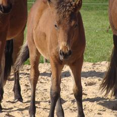 Islænder Djass fra Østervang
