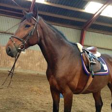 Anden særlig race Flaoura (Flaffe) (Sendt tilbage)