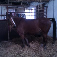 DSP Lynghøjen's Freeway