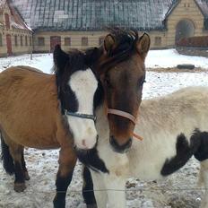 Irish Cob Crossbreed Sir. Oskar