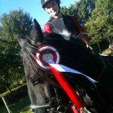 Irish Cob Sir charles