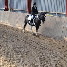 Anden særlig race Haffe Laffe