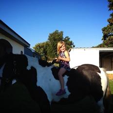 Irish Cob Snow Queen fra Godrumgaard  solgt