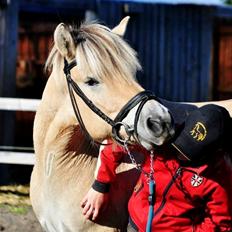 Fjordhest Halfdan