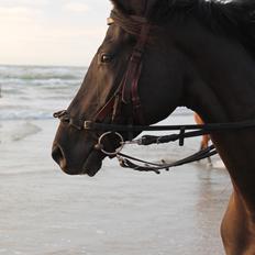 Dansk Varmblod LUTHERS TEQUILA SUNRISE