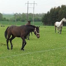 Sportsaraber (A) BS Schanitta