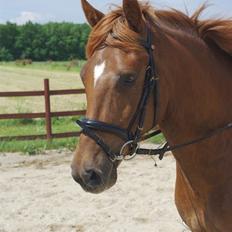 New Forest Nirvana Bkure