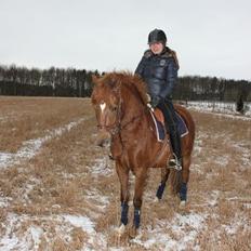 New Forest Nirvana Bkure