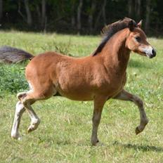 Welsh Mountain (sec A) Harvest Maistro