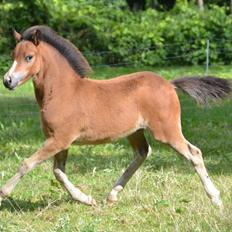 Welsh Mountain (sec A) Harvest Maistro