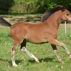Welsh Mountain (sec A) Harvest Maistro