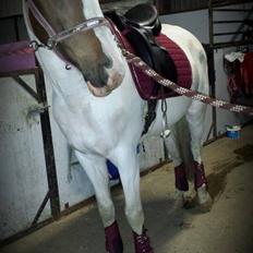 Pinto Mr. Hilton Aquador The lll