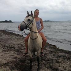 Hollandsk Sportspony Donald